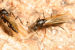 Camponotus ocreatus, male