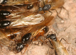 Camponotus ocreatus, males and queens