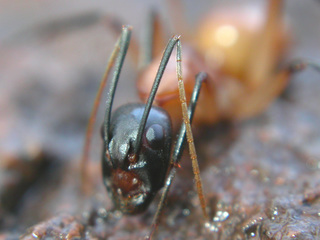Camponotus ocreatus, minor worker, head