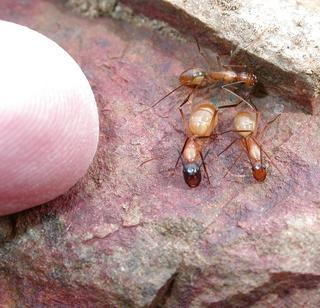 Camponotus ocreatus, minor workers