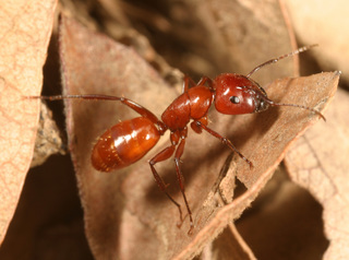 Camponotus schaefferi, major worker