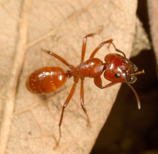 Camponotus schaefferi, major worker grooming