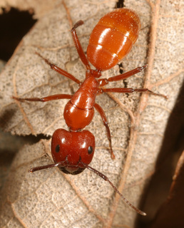 Camponotus schaefferi, major worker top with mite on right humeral angle