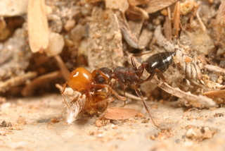 Crematogaster opuntiae, worker with Solenopsis