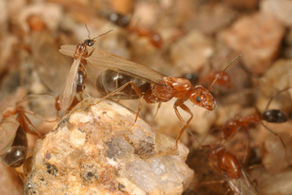 Dorymyrmex bicolor, male and queen