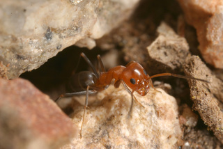 Dorymyrmex bicolor, worker at nest entrance