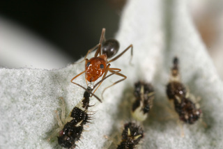 Dorymyrmex bicolor, worker tending leafhopper