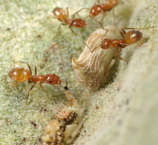 Forelius pruinosus, workers tending leafhoppers