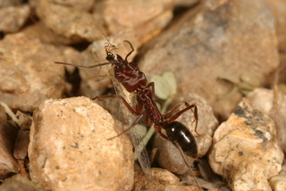Odontomachus clarus, worker with lacewing prey