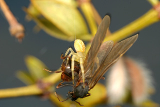 Pogonomyrmex rugosus, male, being eaten by crab spider