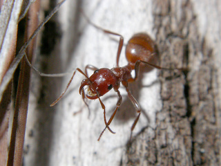 Polyergus breviceps, worker showing sickle shaped mandibles