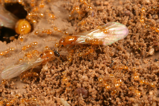 Solenopsis molesta, queen, male, and workers at nest entrance