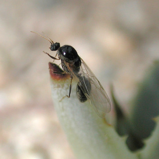 Solenopsis xyloni, male