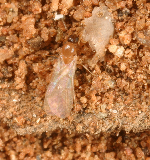 Brachymyrmex obscurior, male