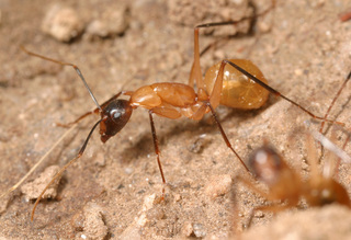 Camponotus ocreatus, minor worker