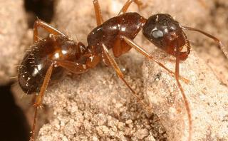 Camponotus ocreatus, minor worker
