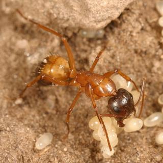 Camponotus ocreatus, minor worker and eggs