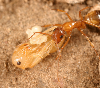 Camponotus ocreatus, minor worker with pupa and larvae