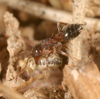 Crematogaster opuntiae, worker with termite