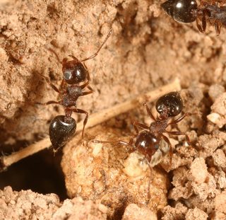 Crematogaster opuntiae, workers raiding termites