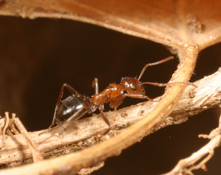 Formica perpilosa, worker