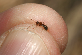 Formica perpilosa, worker held in fingers for scale