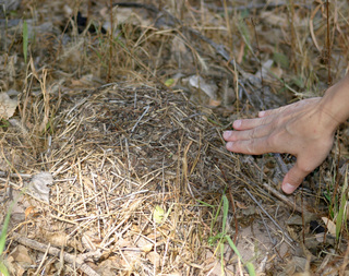 Formica ravida, thatch nest