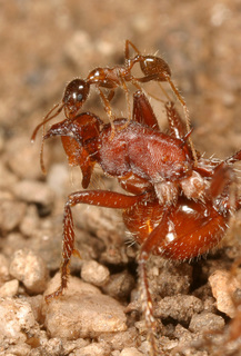 Pheidole obtusospinosa, minor with Pogonmyrmex barbatus after raid on nest