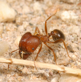 Pheidole obtusospinosa, worker