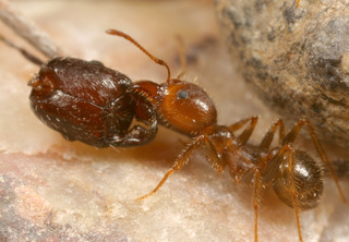 Pheidole obtusospinosa, worker with Aphaenogaster cockerelli head