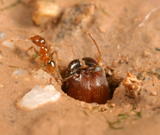 Pheidole spadonia, major and minor workers at nest entrance