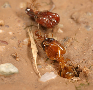 Pheidole spadonia, major worker leaning out of nest while pulling Odontomachus head