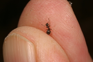 Tapinoma sessile, worker in fingers for scale