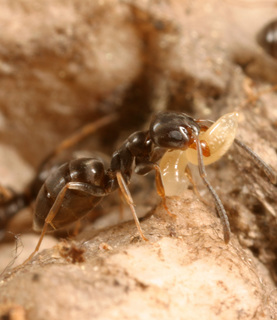 Tapinoma sessile, worker with larvae