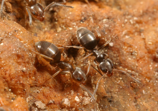 Tapinoma sessile, workers