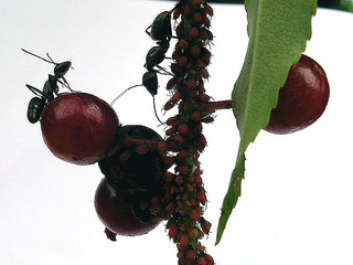 Camponotus pennsylvanicus, aphid