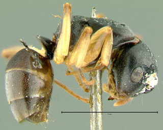 Overbeckia subclavata, side