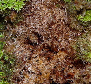 Polyrhachis parabiotica, ant garden