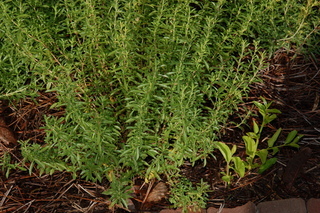 Satureja montana, Winter Savory, plant
