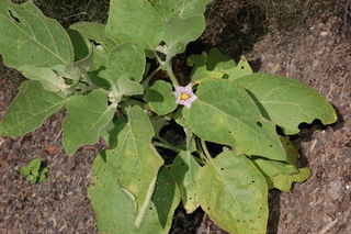 Solanum melongena, Turkish Orange Eggplant