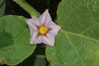 Solanum melongena, Turkish Orange Eggplant, flower