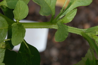 Solanum cheesmaniae, Jaltomato