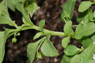 Solanum cheesmaniae, Jaltomato, branching