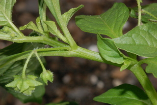 Solanum cheesmaniae, Jaltomato, branching