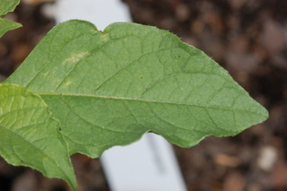 Solanum cheesmaniae, Jaltomato, leaf side under