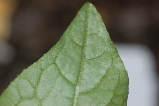 Solanum cheesmaniae, Jaltomato, leaf tip under