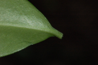 Sarcococca confusa, Sweetbox, leaf stem under