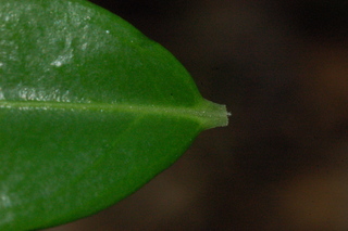 Sarcococca confusa, Sweetbox, leaf stem upper