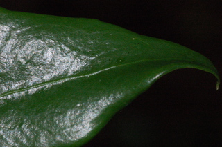 Sarcococca confusa, Sweetbox, leaf tip upper