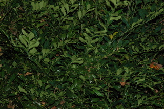 Sarcococca confusa, Sweetbox, plant